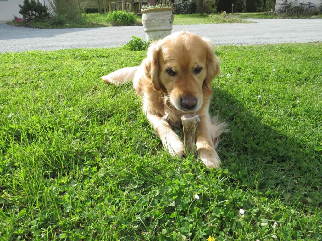 Oscar La Star du Camping du Parc à Etaules